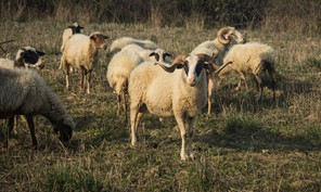 Πανώλη στα αιγοπρόβατα: Παραμένουν σε ισχύ οι περιορισμοί στα Τρίκαλα 